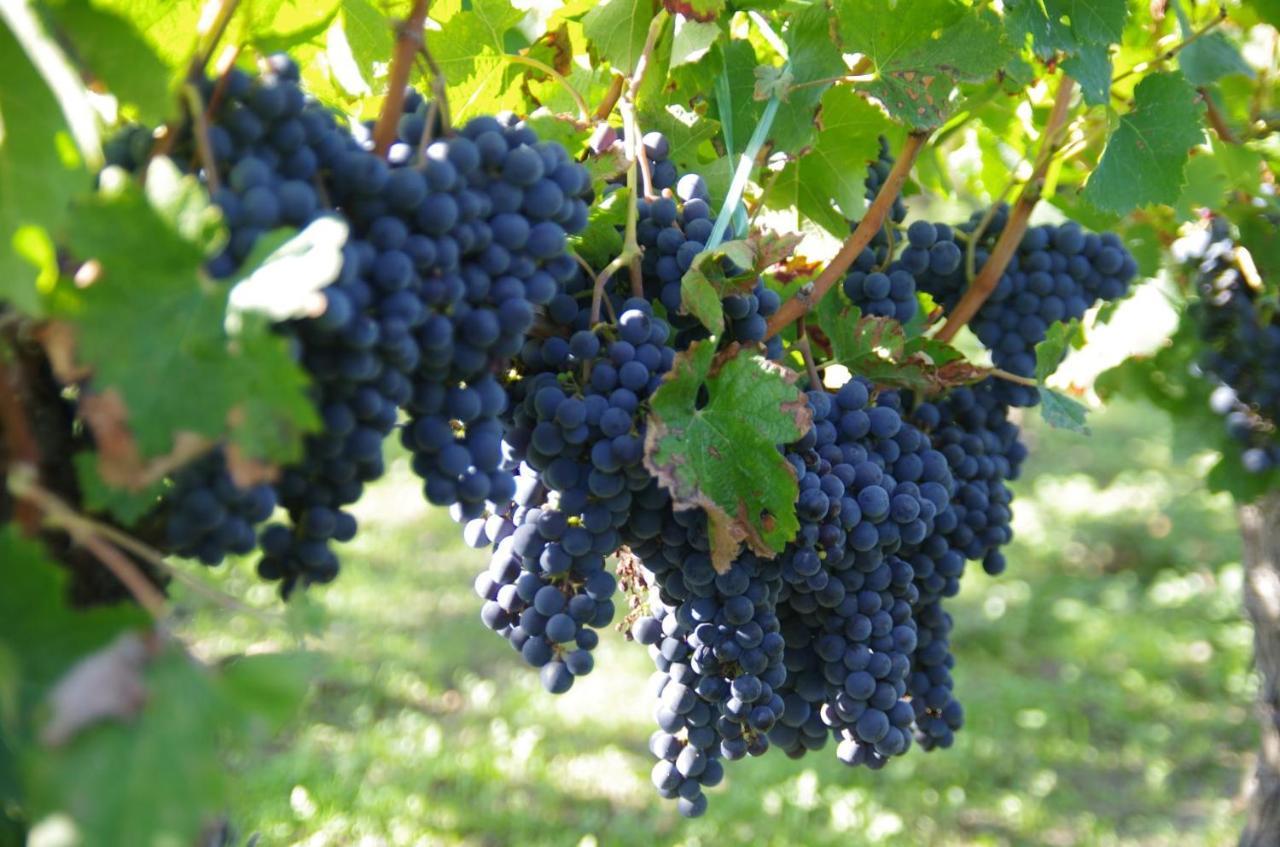 Clos De Bertinat Saint-Sulpice-de-Faleyrens Luaran gambar