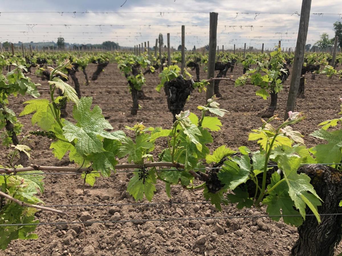 Clos De Bertinat Saint-Sulpice-de-Faleyrens Luaran gambar