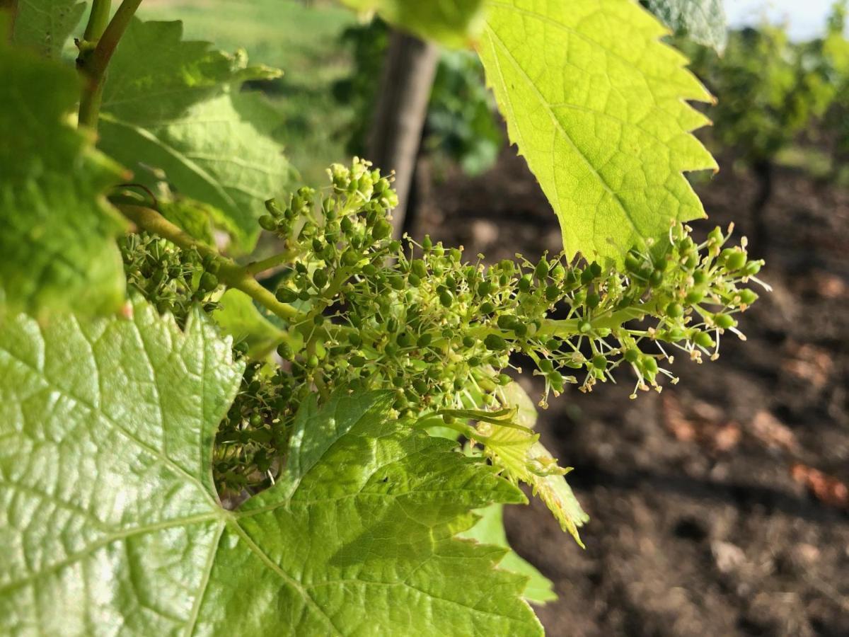 Clos De Bertinat Saint-Sulpice-de-Faleyrens Luaran gambar